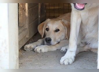 Hauke schüchterner Junghund wartet auf seine Menschen