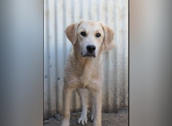 Hauke schüchterner Junghund wartet auf seine Menschen