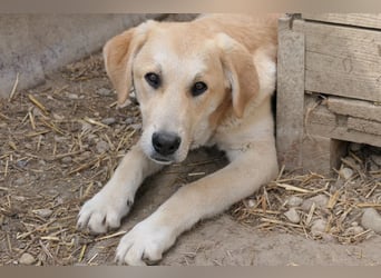 Hauke schüchterner Junghund wartet auf seine Menschen