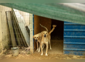 Hauke schüchterner Junghund wartet auf seine Menschen