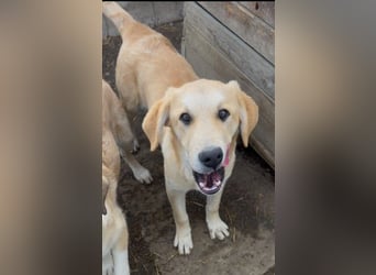 Hauke schüchterner Junghund wartet auf seine Menschen