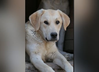 Hauke schüchterner Junghund wartet auf seine Menschen