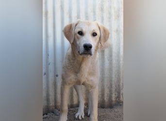 Hauke schüchterner Junghund wartet auf seine Menschen