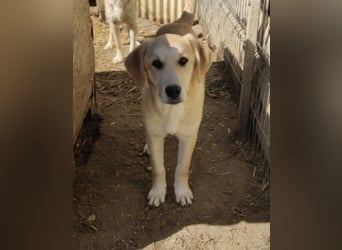 Hauke schüchterner Junghund wartet auf seine Menschen
