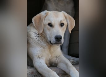 Hauke schüchterner Junghund wartet auf seine Menschen