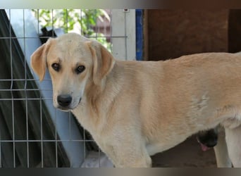 Hauke schüchterner Junghund wartet auf seine Menschen