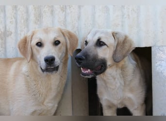 Hauke schüchterner Junghund wartet auf seine Menschen