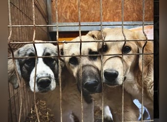 Hauke schüchterner Junghund wartet auf seine Menschen