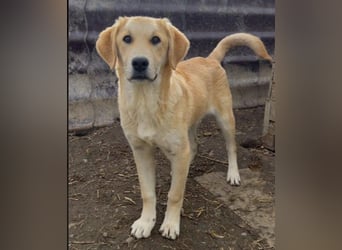 Hauke schüchterner Junghund wartet auf seine Menschen