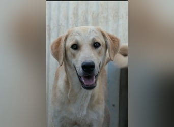 Hauke schüchterner Junghund wartet auf seine Menschen