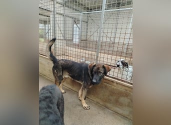 Arik junger Schäferhund Mischling Rüde sucht Zuhause oder Pflegestelle