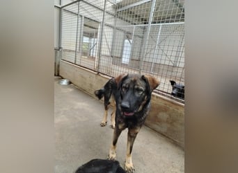 Arik junger Schäferhund Mischling Rüde sucht Zuhause oder Pflegestelle