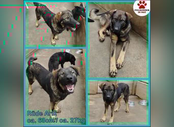 Arik junger Schäferhund Mischling Rüde sucht Zuhause oder Pflegestelle