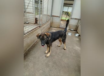 Arik junger Schäferhund Mischling Rüde sucht Zuhause oder Pflegestelle