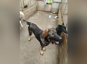 Arik junger Schäferhund Mischling Rüde sucht Zuhause oder Pflegestelle