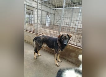 Arik junger Schäferhund Mischling Rüde sucht Zuhause oder Pflegestelle