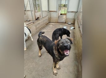 Arik junger Schäferhund Mischling Rüde sucht Zuhause oder Pflegestelle