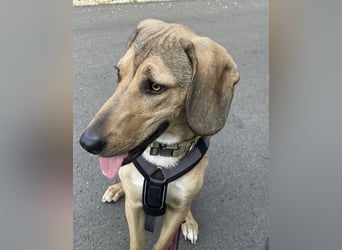 Obi, geb. ca. 12/2023, lebt im Tierheim Ulm, VERMITTLUNSHILFE