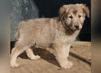 Jako, geb. ca. 09/2023, lebt in GRIECHENLAND, im städt. Tierheim Serres