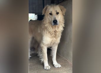 Jako, geb. ca. 09/2023, lebt in GRIECHENLAND, im städt. Tierheim Serres