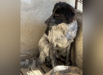 Ashwin, geb. ca. 12/2024, lebt in GRIECHENLAND, auf einem Gelände, Hunde werden notdürftig versorgt