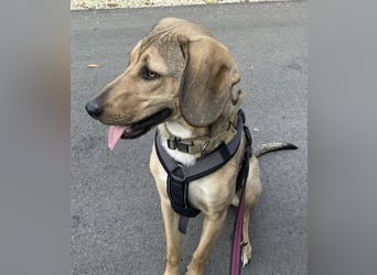 Obi, geb. ca. 12/2023, lebt im Tierheim Ulm, VERMITTLUNSHILFE