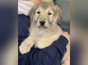 Jako, geb. ca. 09/2023, lebt in GRIECHENLAND, im städt. Tierheim Serres