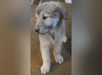 Jako, geb. ca. 09/2023, lebt in GRIECHENLAND, im städt. Tierheim Serres