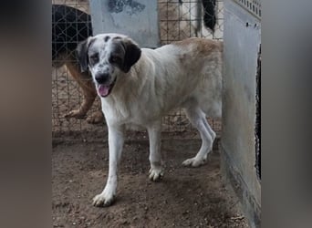 Joni, geb. ca. 11/2021, lebt in GRIECHENLAND, im städt. Tierheim Serres