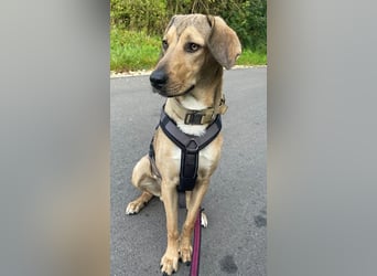 Obi, geb. ca. 12/2023, lebt im Tierheim Ulm, VERMITTLUNSHILFE