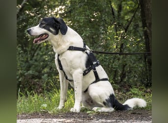 Claude Monet, geb. ca. 02/2021, lebt auf einer Pflegestelle in 52391 Vettweiß