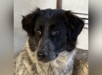 Ashwin, geb. ca. 12/2024, lebt in GRIECHENLAND, auf einem Gelände, Hunde werden notdürftig versorgt