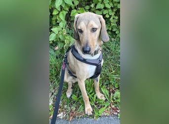 Obi, geb. ca. 12/2023, lebt im Tierheim Ulm, VERMITTLUNSHILFE