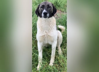 Finja, geb. ca. 05/2020, lebt in GRIECHENLAND, auf einer privaten Pflegestelle