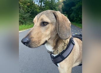 Obi, geb. ca. 12/2023, lebt im Tierheim Ulm, VERMITTLUNSHILFE