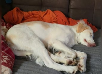 Balda, geb. ca. 02/2025, lebt auf einer Pflegestelle in 26826 Weener