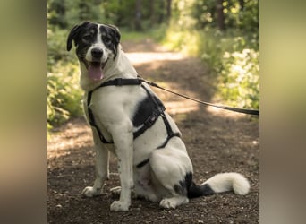Claude Monet, geb. ca. 02/2021, lebt auf einer Pflegestelle in 52391 Vettweiß