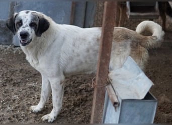 Joni, geb. ca. 11/2021, lebt in GRIECHENLAND, im städt. Tierheim Serres