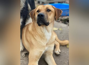 Nobu, geb. ca. 04/2021, lebt in GRIECHENLAND, im städt. Tierheim Serres