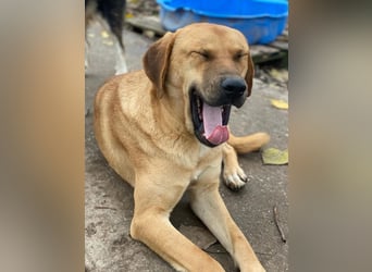 Nobu, geb. ca. 04/2021, lebt in GRIECHENLAND, im städt. Tierheim Serres