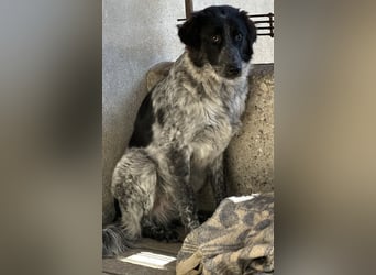 Ashwin, geb. ca. 12/2024, lebt in GRIECHENLAND, auf einem Gelände, Hunde werden notdürftig versorgt