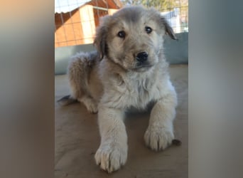 Jako, geb. ca. 09/2023, lebt in GRIECHENLAND, im städt. Tierheim Serres