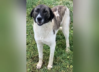 Finja, geb. ca. 05/2020, lebt in GRIECHENLAND, auf einer privaten Pflegestelle