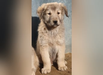 Jako, geb. ca. 09/2023, lebt in GRIECHENLAND, im städt. Tierheim Serres