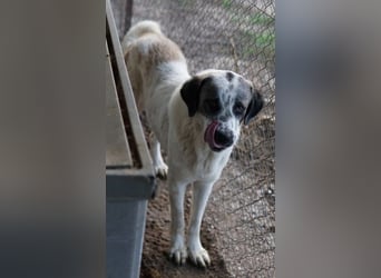 Joni, geb. ca. 11/2021, lebt in GRIECHENLAND, im städt. Tierheim Serres