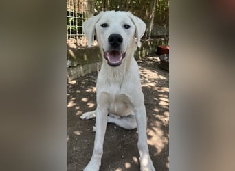 Hasko, geb. ca. 12/2021, lebt in GRIECHENLAND, auf einer privaten Pflegestelle