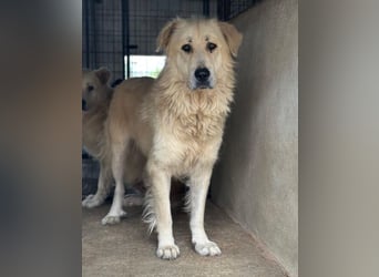 Jako, geb. ca. 09/2023, lebt in GRIECHENLAND, im städt. Tierheim Serres