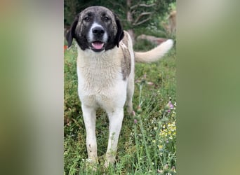 Finja, geb. ca. 05/2020, lebt in GRIECHENLAND, auf einer privaten Pflegestelle