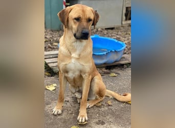 Nobu, geb. ca. 04/2021, lebt in GRIECHENLAND, im städt. Tierheim Serres
