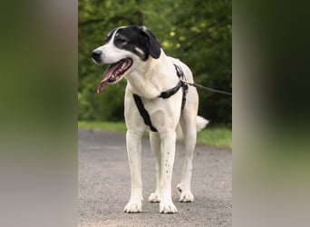 Claude Monet, geb. ca. 02/2021, lebt auf einer Pflegestelle in 52391 Vettweiß